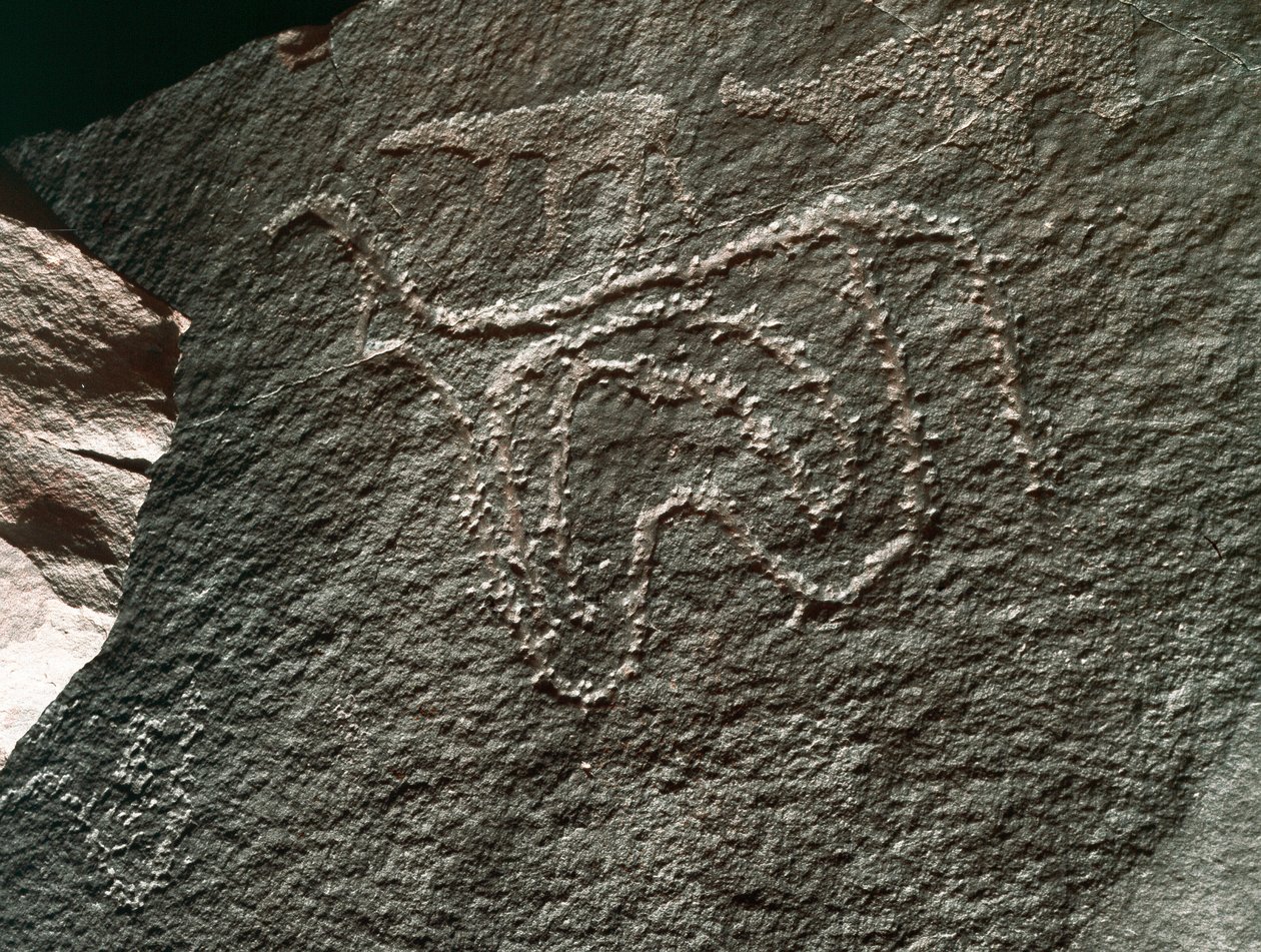 Forhistorie, klippekunst: en seriøs klippe af repræsentationen af et kvæg. Tazina stil. Stenalder 5000-2000 f.Kr. Taghit, Haut plateau du Hoggar (Ahaggar), Algeriet af Prehistoric Prehistoric