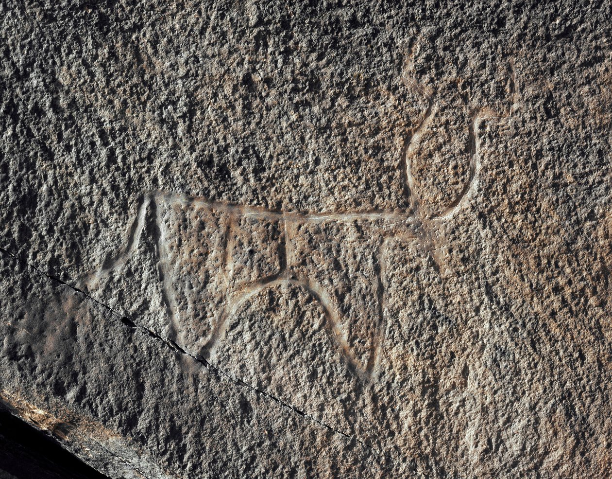 Forhistorie, klippekunst: en seriøs klippe af repræsentationen af et kvæg. Tazina stil. Stenalder 5000-2000 f.Kr. Taghit, Haut plateau du Hoggar (Ahaggar), Algeriet af Prehistoric Prehistoric