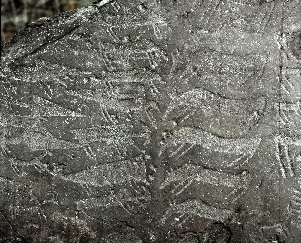 Forhistorie, klippekunst: gravsten af ​​repræsentationer af dolke, okser. Kobberalder. Eneolitisk periode (kalkolitisk). Roche nr. 1. Cemmo (Brescia) National Archaeological Park of the Boulders of Cemmo, Italien af Prehistoric Prehistoric