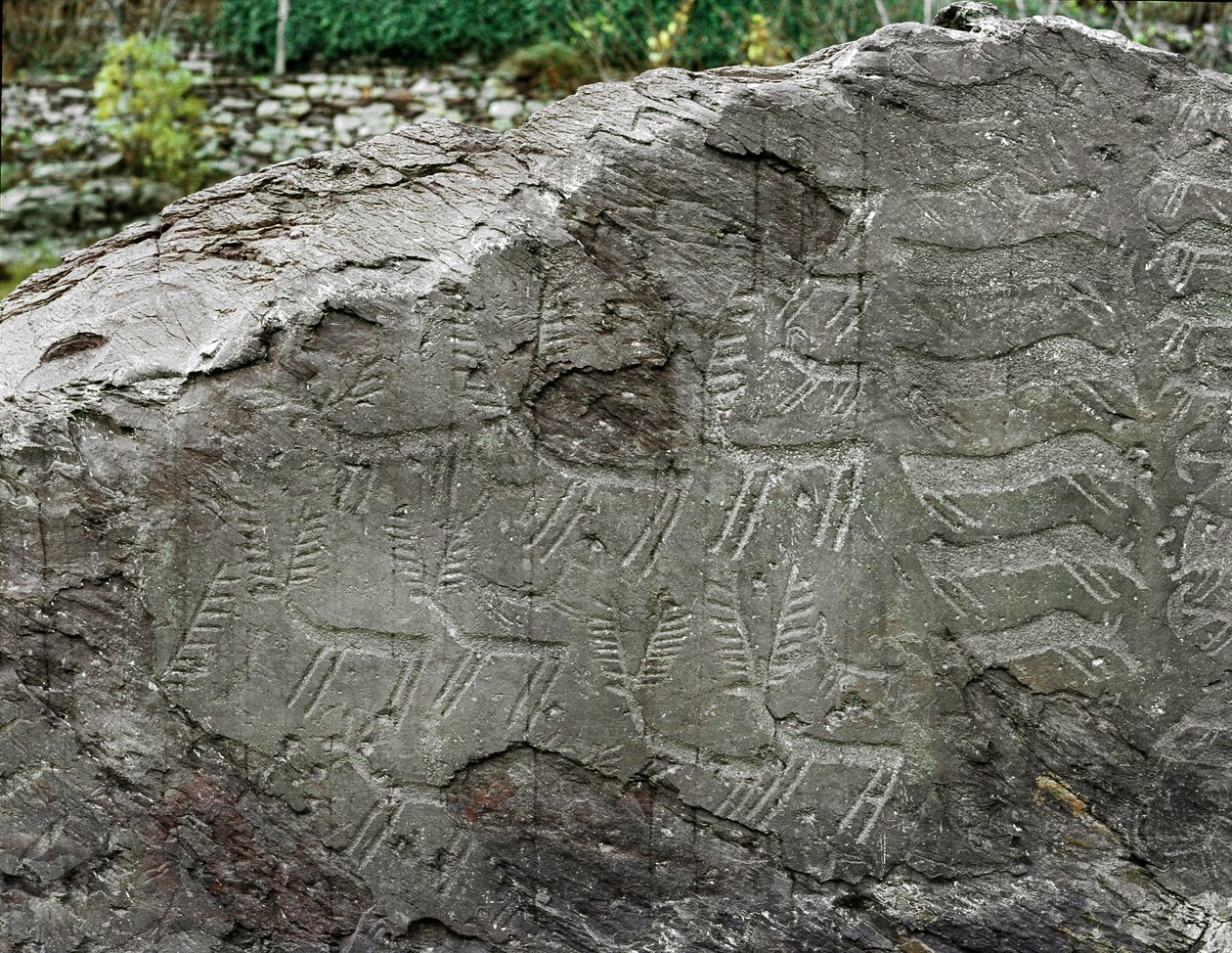 Forhistorie, klippekunst: gravsten af ​​repræsentationer af hjorte, kvæg. Kobberalder. Eneolitisk periode (kalkolitisk). Roche nr. 1. Cemmo (Brescia) National Archaeological Park of the Boulders of Cemmo, Italien af Prehistoric Prehistoric