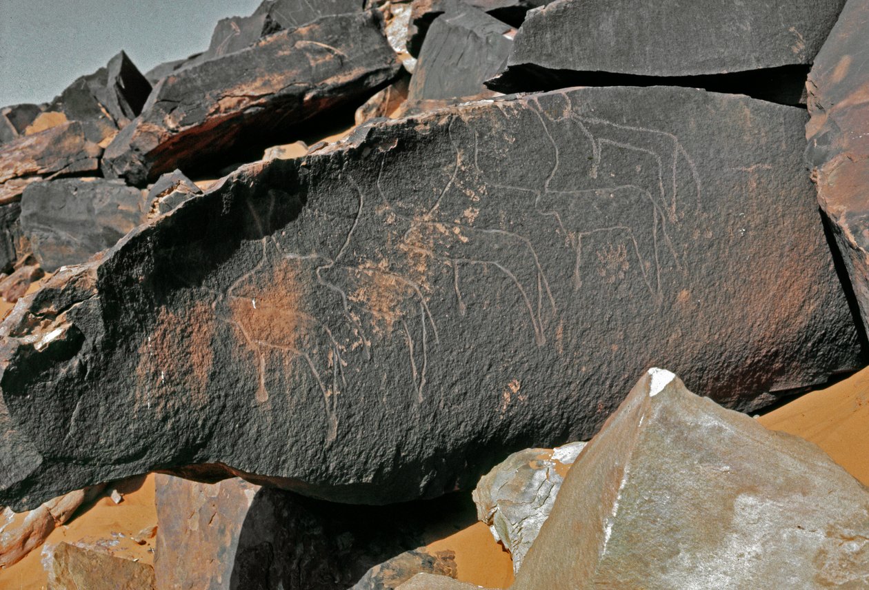 Forhistorie, klippekunst: gravsten af repræsentationen af kvæg. Tazina stil. Stenalder 5000-2000 f.Kr. Taghit, Haut plateau du Hoggar (Ahaggar), Algeriet af Prehistoric Prehistoric