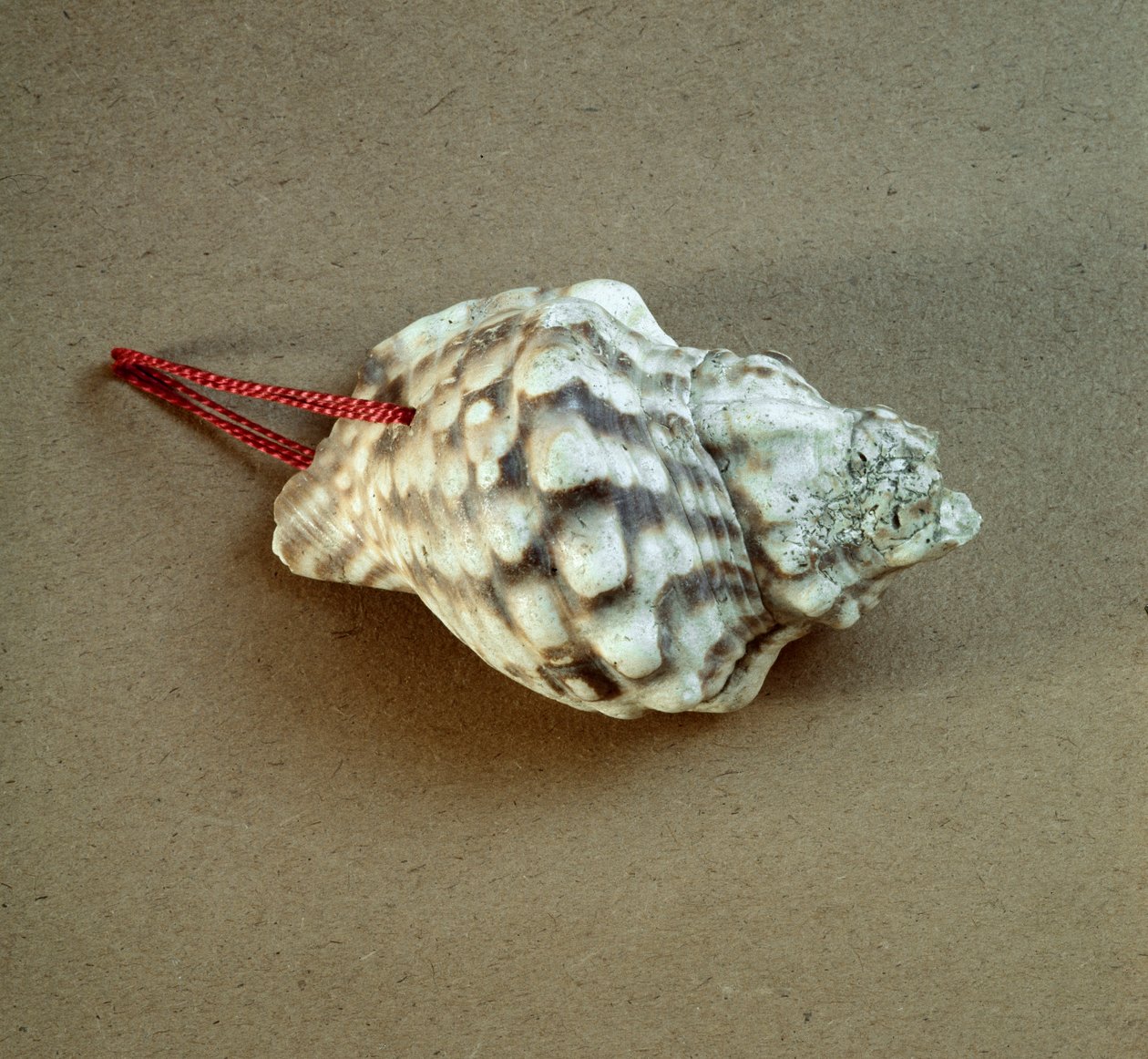 Forhistorie: skal af Triton nodifer gennemboret, brugt som en fløjte fra Necropole of Arene Candide (Finale Liguria), Liguria. Mellemneolitikum, stenalder. Gener, museo di archeologia ligure af Prehistoric Prehistoric