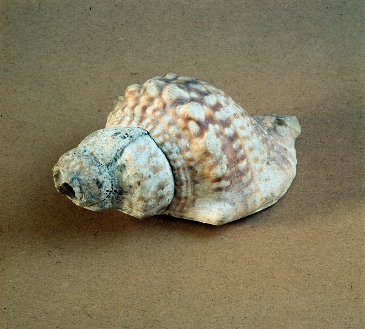 Forhistorie: skal af Triton nodifer gennemboret, brugt som en fløjte fra Necropole of Arene Candide (Finale Liguria), Liguria. Mellemneolitikum, stenalder. Gener, museo di archeologia ligure af Prehistoric Prehistoric