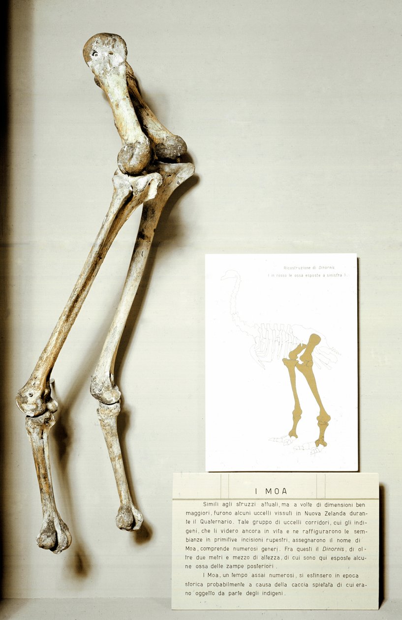 Forhistorie: skelet af ben fra Moa Dinornis, gigantiske fossile fugle fra New Zealand, der ikke flyver. Kridt periode. Museo civico di Storia Nature, Milano af Prehistoric Prehistoric