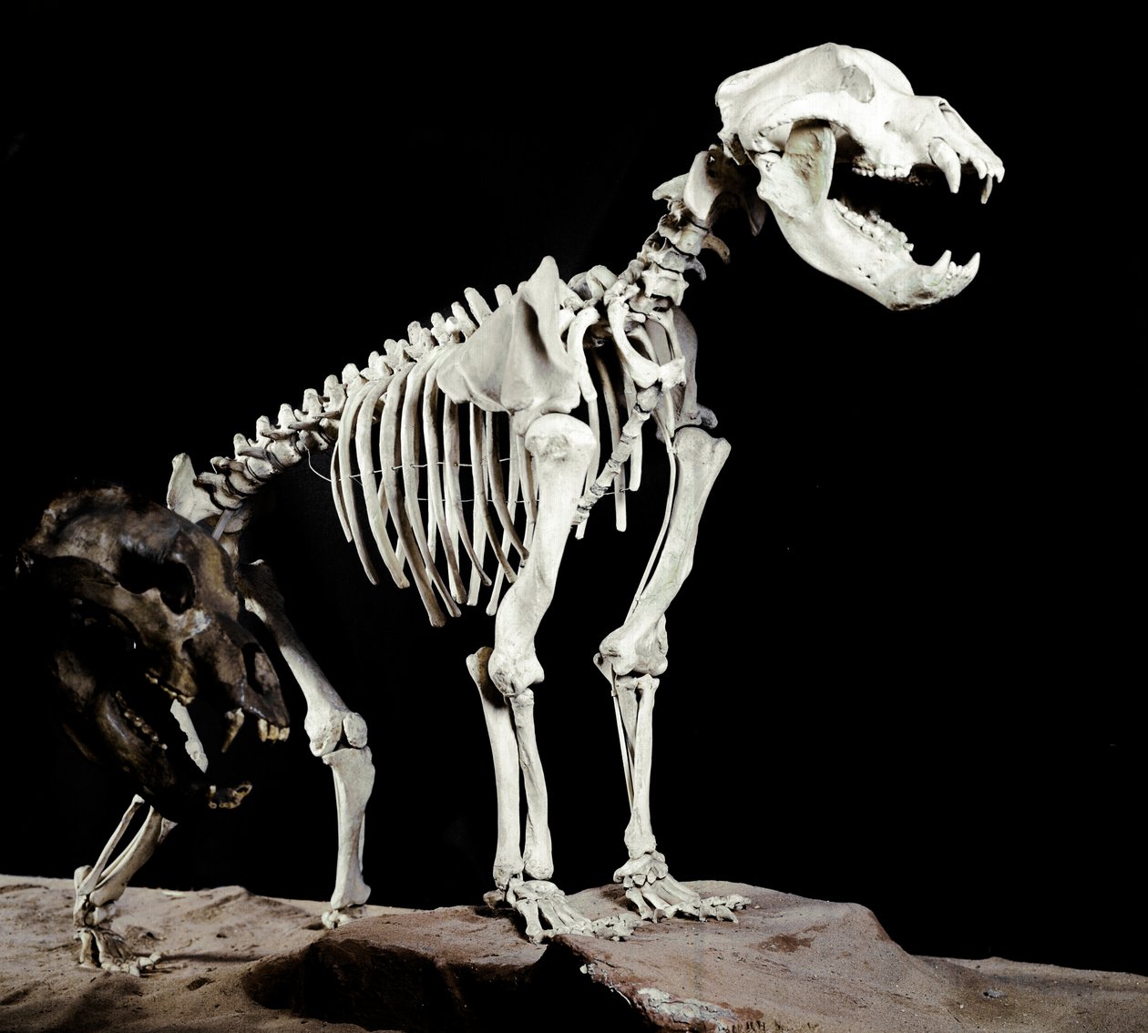 Forhistorie: skelet af hulebjørnen (Ursus spelaeus) fra Caves del Bandito a Roaschia i Italien. Periode af Pleistocæn. Museo civico di Storia Nature, Milano af Prehistoric Prehistoric