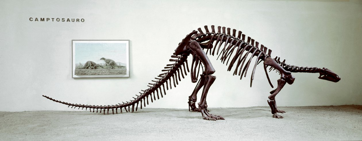 Forhistorie: skelet af camptosaurus-dinosauren (Camptosaurus Brown). Periode af Superior Jurassic. Museo civico di Storia Nature, Milano af Prehistoric Prehistoric