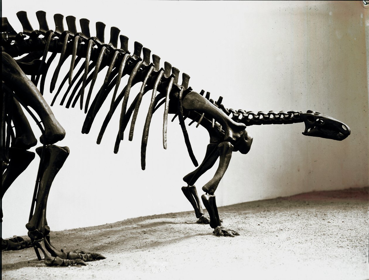Forhistorie: skelet af camptosaurus dinosaur (Camptosaurus Brownie). Periode af Superior Jurassic. Museo civico di Storia Nature, Milano af Prehistoric Prehistoric