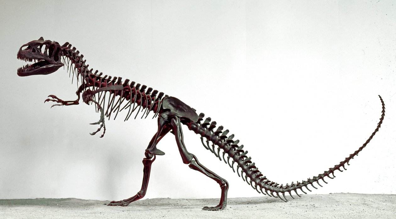 Forhistorie: skelet af dinosauren Allosaurus fragilis. Periode af den øvre jura. Civic Museum of Natural History, Milano af Prehistoric Prehistoric