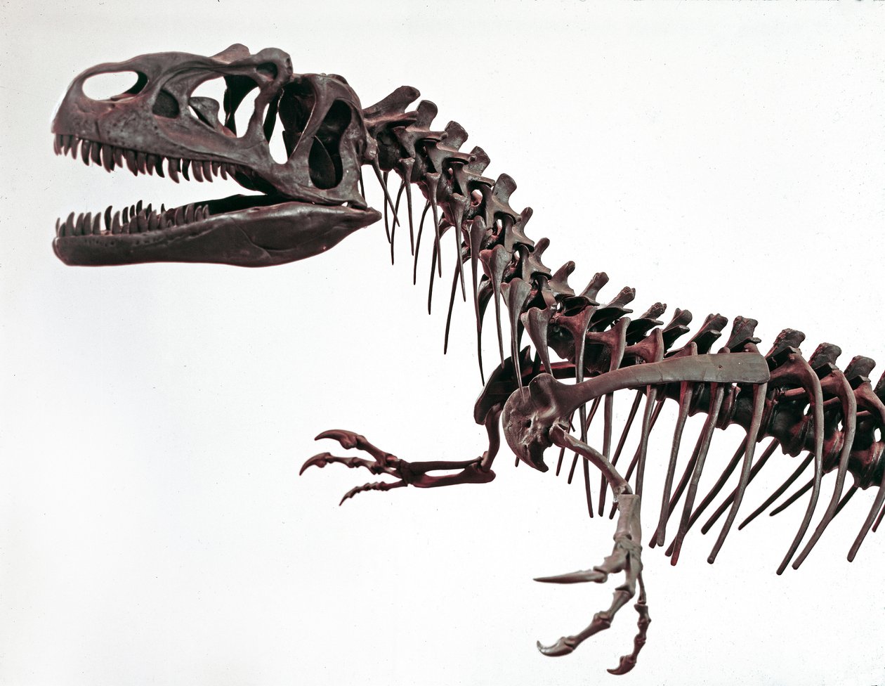 Forhistorie: skelet af dinosauren Allosaurus fragilis. Periode af den øvre jura. Civic Museum of Natural History, Milano af Prehistoric Prehistoric