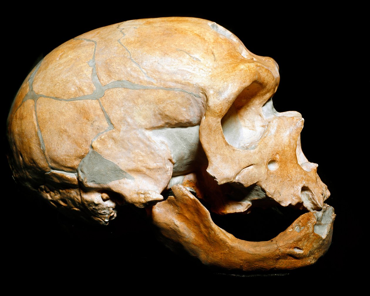 Forhistorie: kraniet af manden fra kapellet til de hellige, mand fra neandertaler (neandertaler eller neandertaler: Homo sapiens), palæolitikum. Genforenet i Correze i 1908. Museum Civico di Storia Naturale, Milano - Forhistorie: Menneskeskalle fra la af Prehistoric Prehistoric