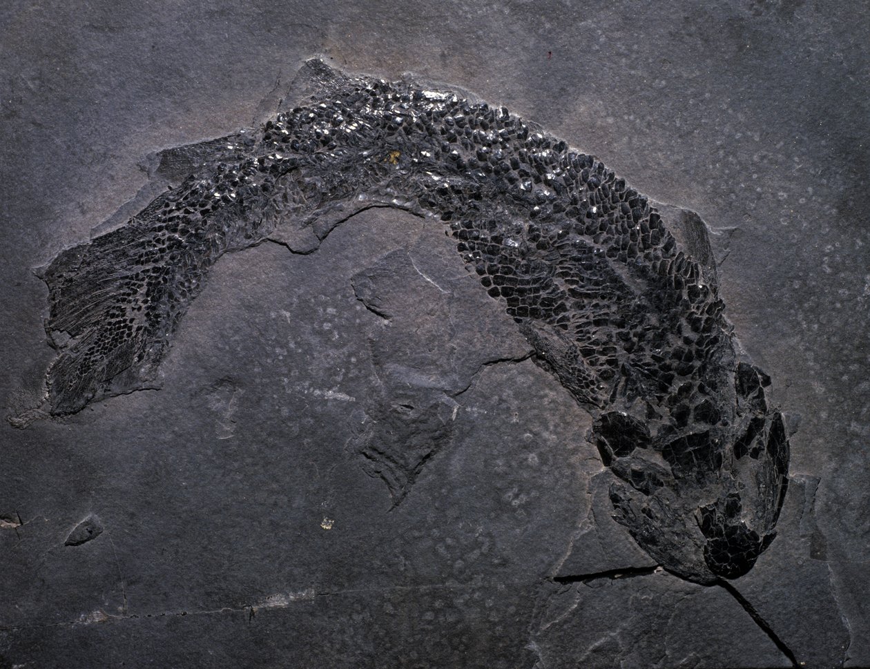 Forhistorie: arter af fossil Gyroptichus, palæozoikum, devonperiode. fundet i Skotland. af Prehistoric Prehistoric