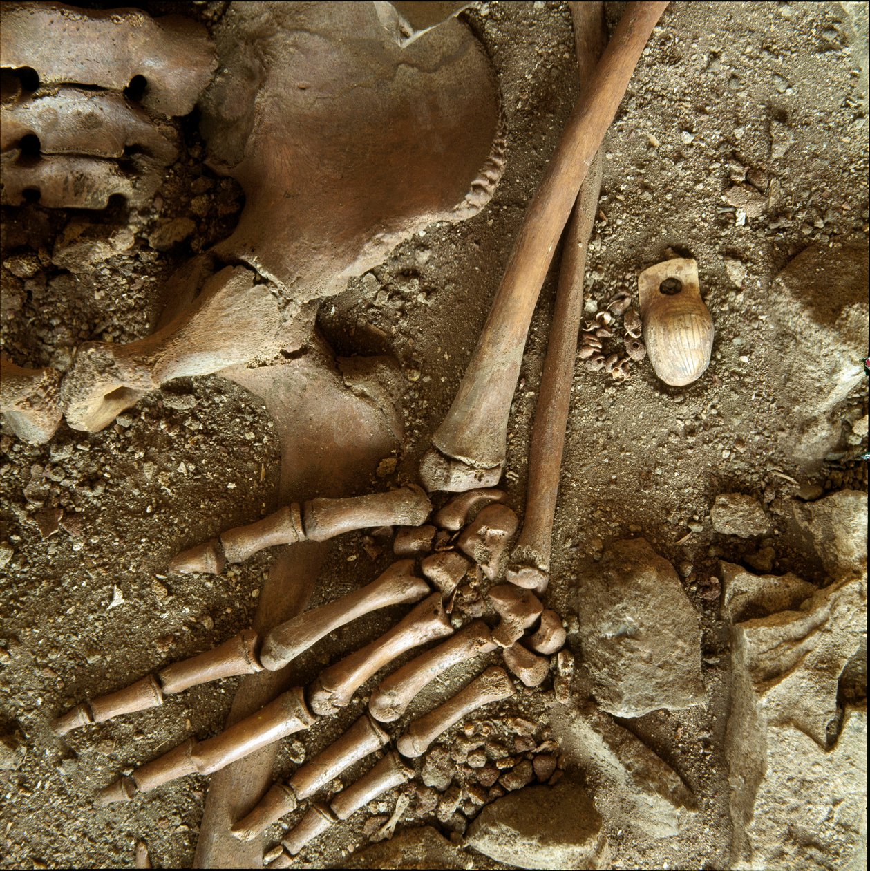 Forhistorie: teenagegrav. Detaljevisning af begravelsesbuksen fra Candid Arene-hulen (Finale Ligure), Ligurien. Øvre palæolitikum, 24000 f.Kr. Gener, museo di archeologia ligure af Prehistoric Prehistoric