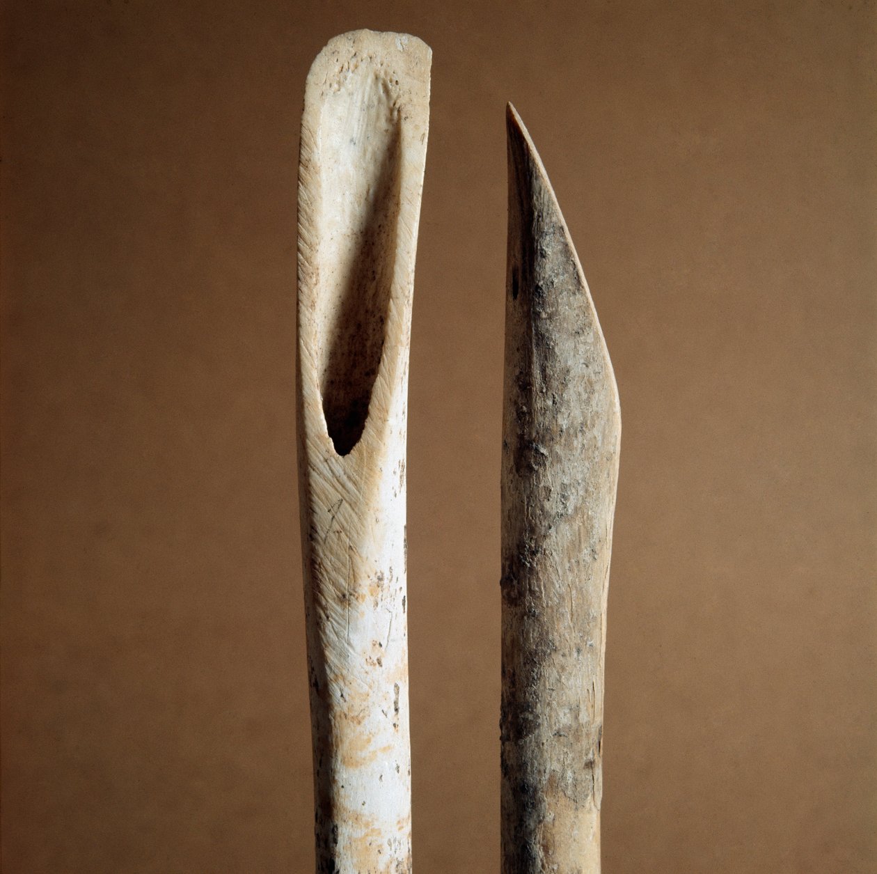 Forhistorie: værktøjer til at fjerne bark fra skinnebenet fra geder og får fra Necropole of Arene Candide (Finale Liguria), Liguria. Mellemneolitikum, stenalder. Gener, museo di archeologia ligure af Prehistoric Prehistoric