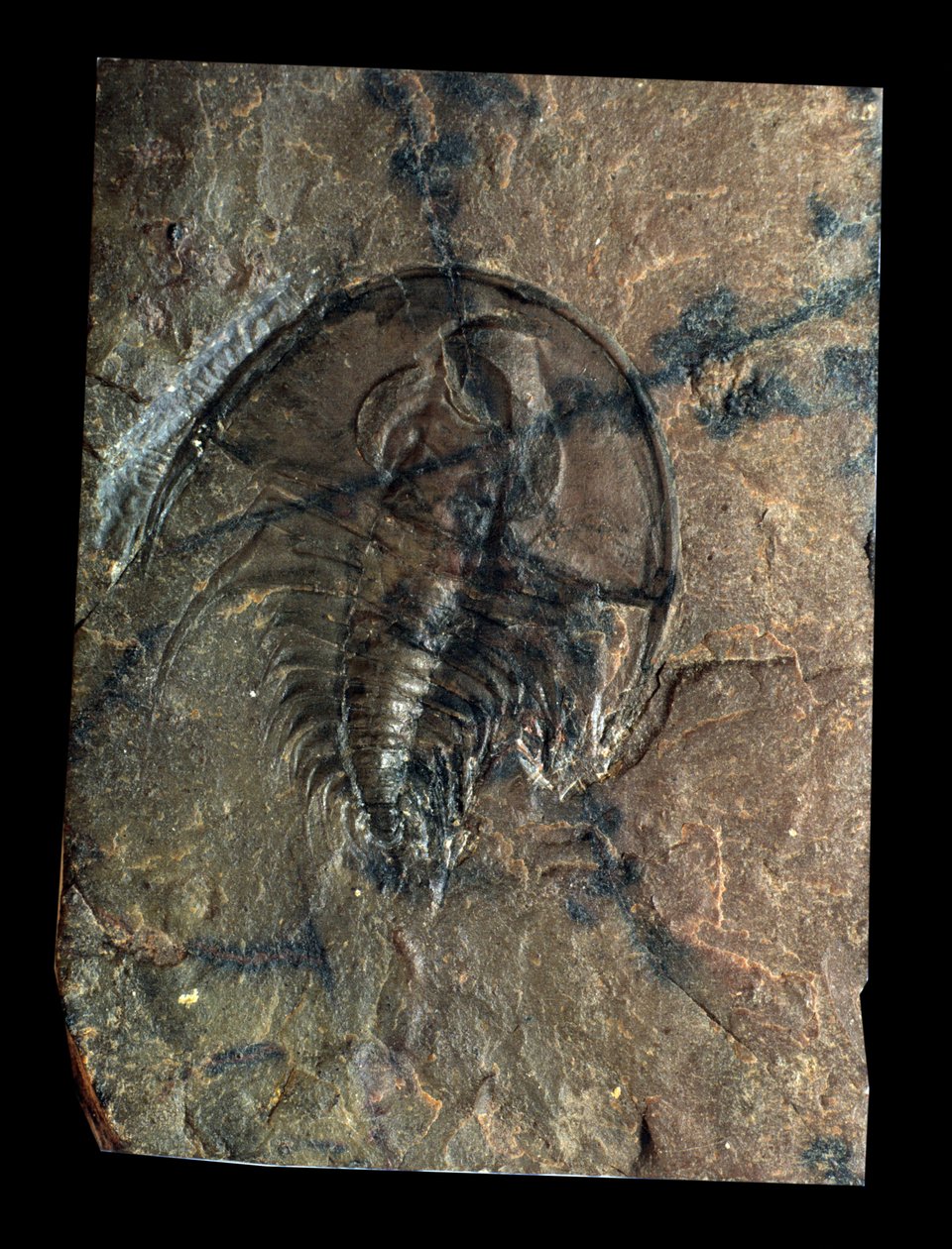 Forhistorie: trilobit Olenellus fossil (leddyr). Palæozoikums tid, kambriums periode. Find i Utah, USA af Prehistoric Prehistoric