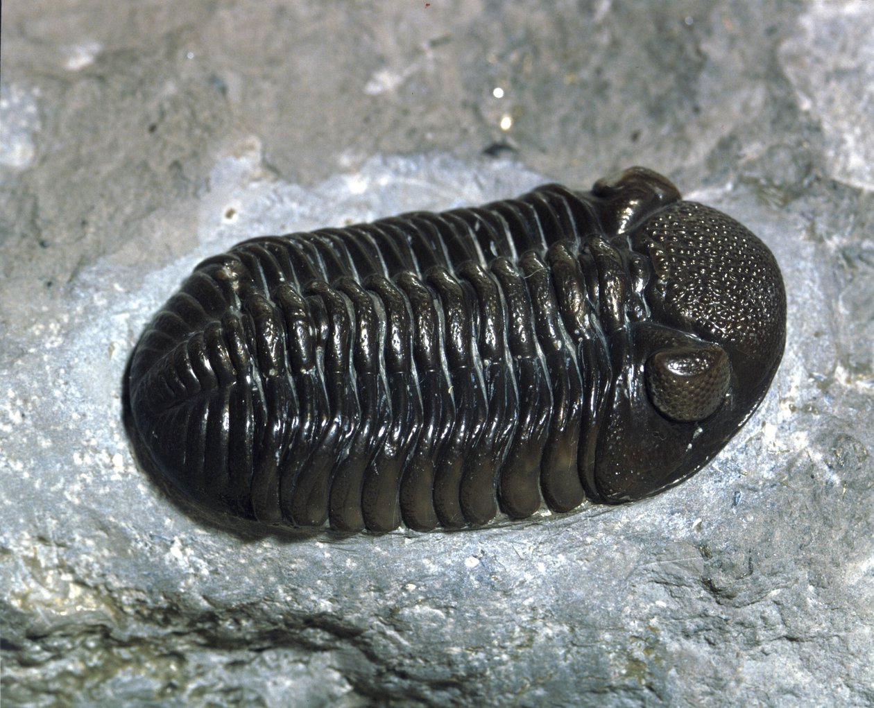 Forhistorie: trilobit Phacops Rana fossil (leddyr). Palæozoikum, periode af Devon. Find i Ohio, USA af Prehistoric Prehistoric