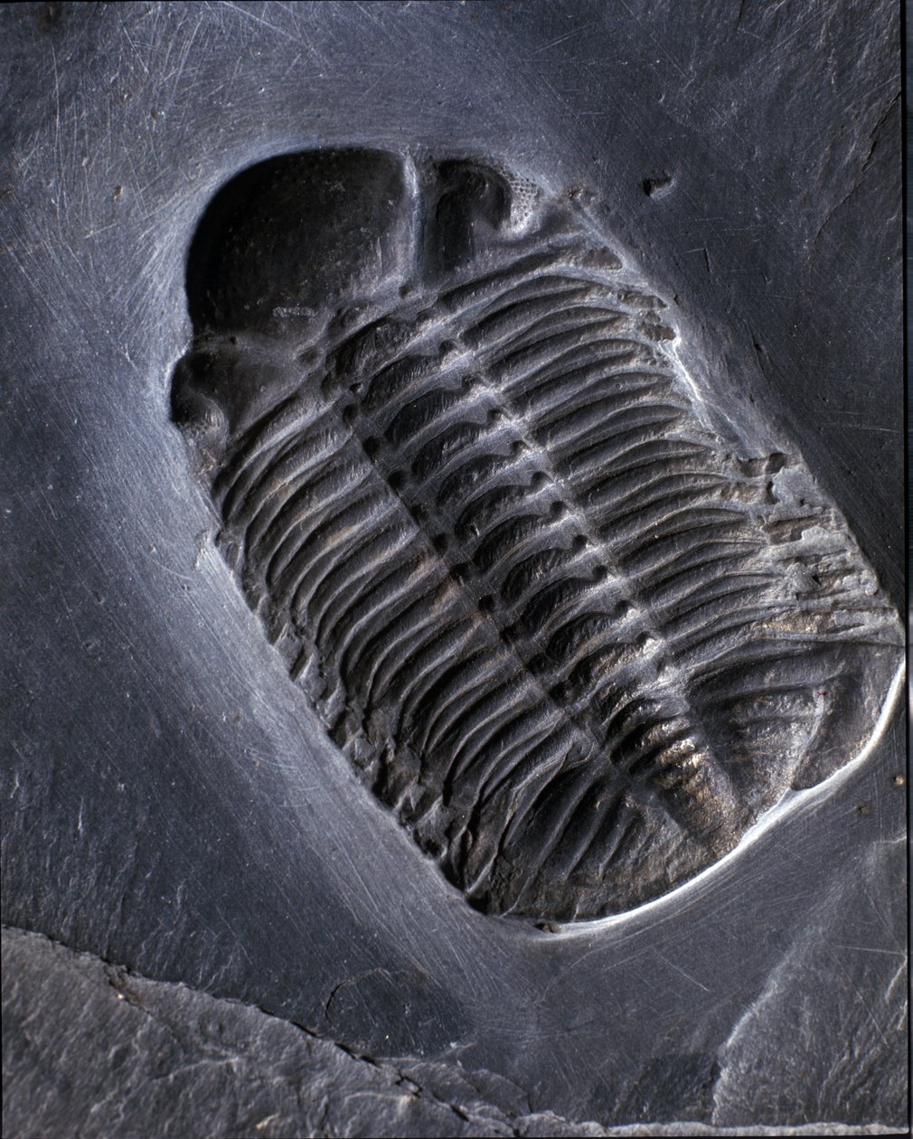 Forhistorie: trilobit Phacops Rana fossil (leddyr). Palæozoikum, periode af Devon. Find i Bundenbach-området i Tyskland. af Prehistoric Prehistoric