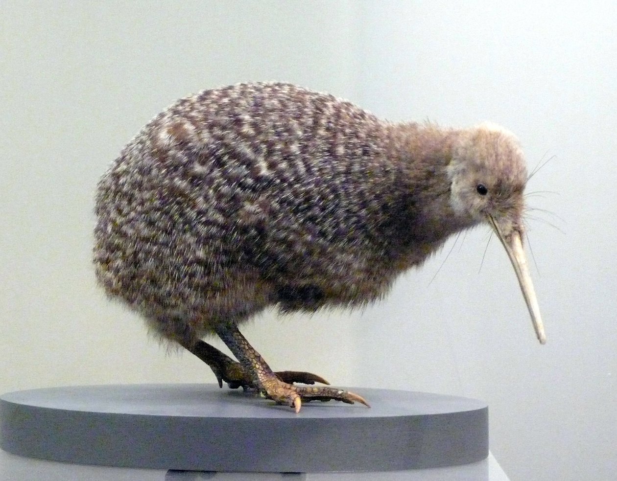 Prøvefugle udstoppet kiwi (apterygides), ude af stand til at flyve. Auckland Museum, New Zealand af Prehistoric Prehistoric