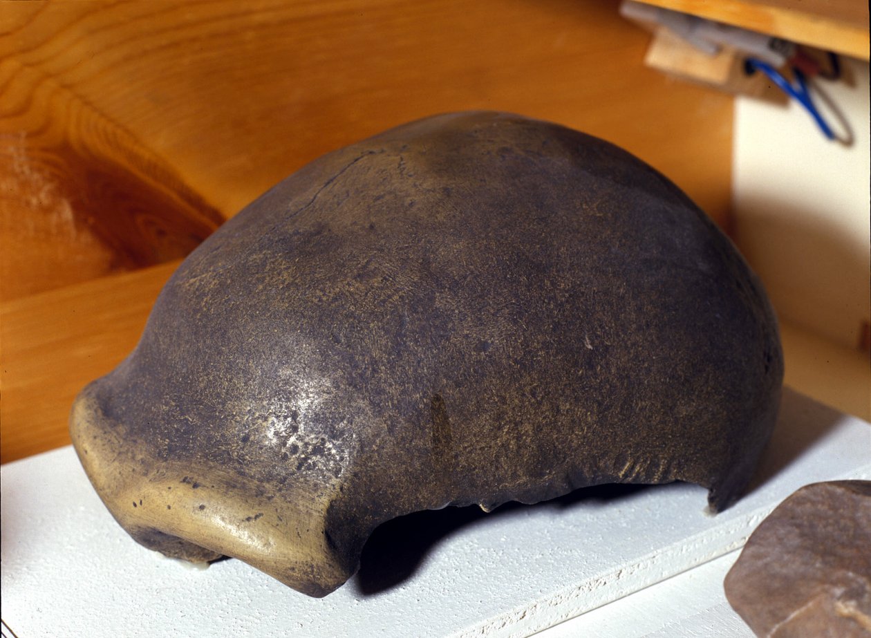 Neanderthalmandens kranie, opdaget i Tyskland i 1856. af Prehistoric Prehistoric
