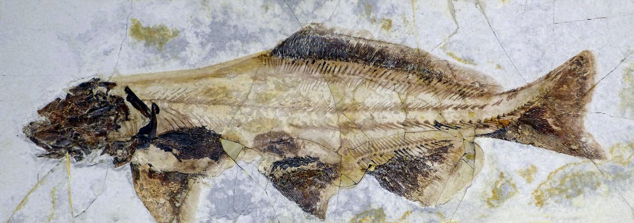 Stør fossilt fodaftryk, Nedre Kridt (objekt) af Prehistoric Prehistoric