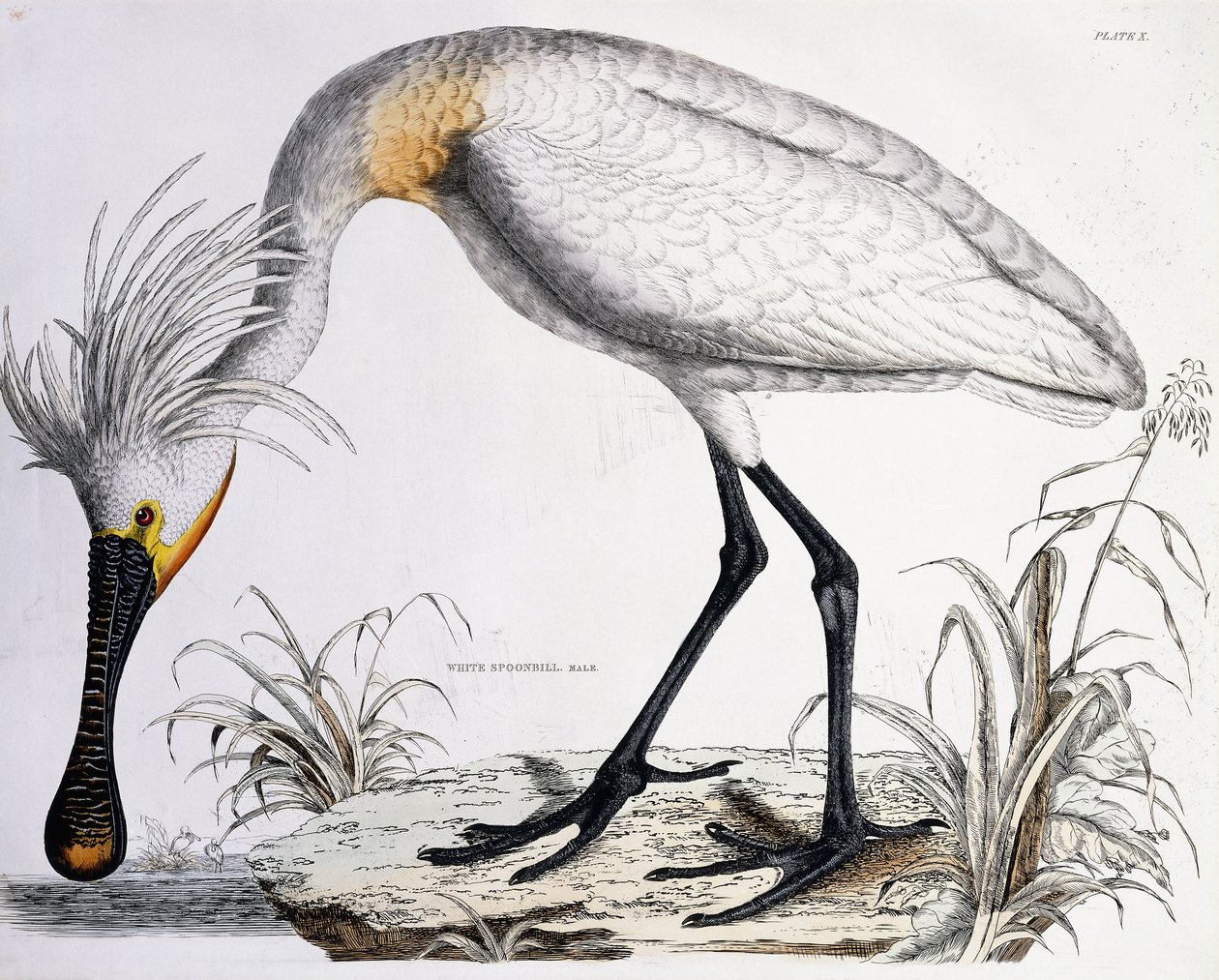 White Spoonbill, 1834dani af Prideaux John Selby