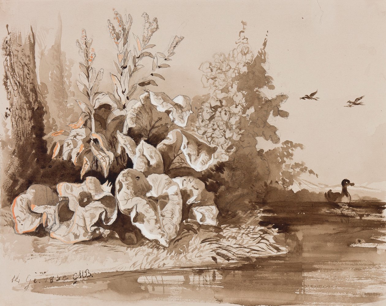 Studie af planter ved et vandløb med ænder, med tilføjelser af en instruktør, 1856 (blyant, sepia-vaske og gouache på papir) af Prince Gaetano Maria Federico di Borbone