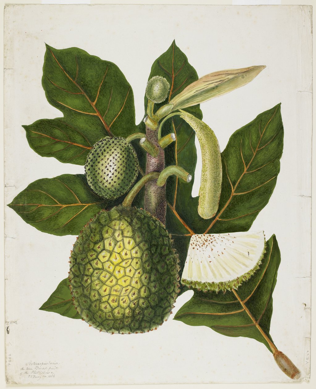 Artocarpus Incisa (Filippinernes sande brødfrugt), december 1866 af Priscilla Susan Bury