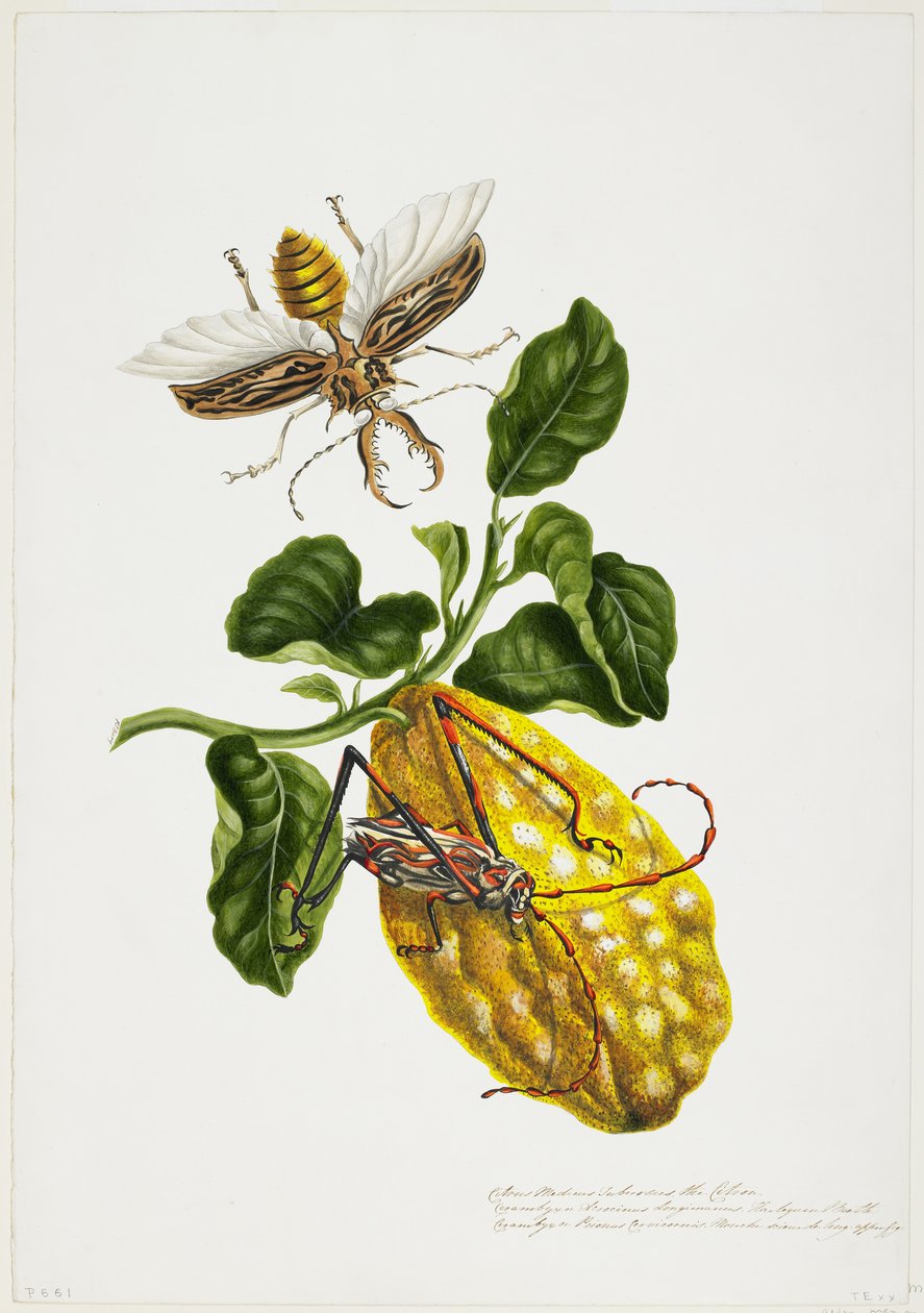 Citronen og insekterne af Priscilla Susan Bury