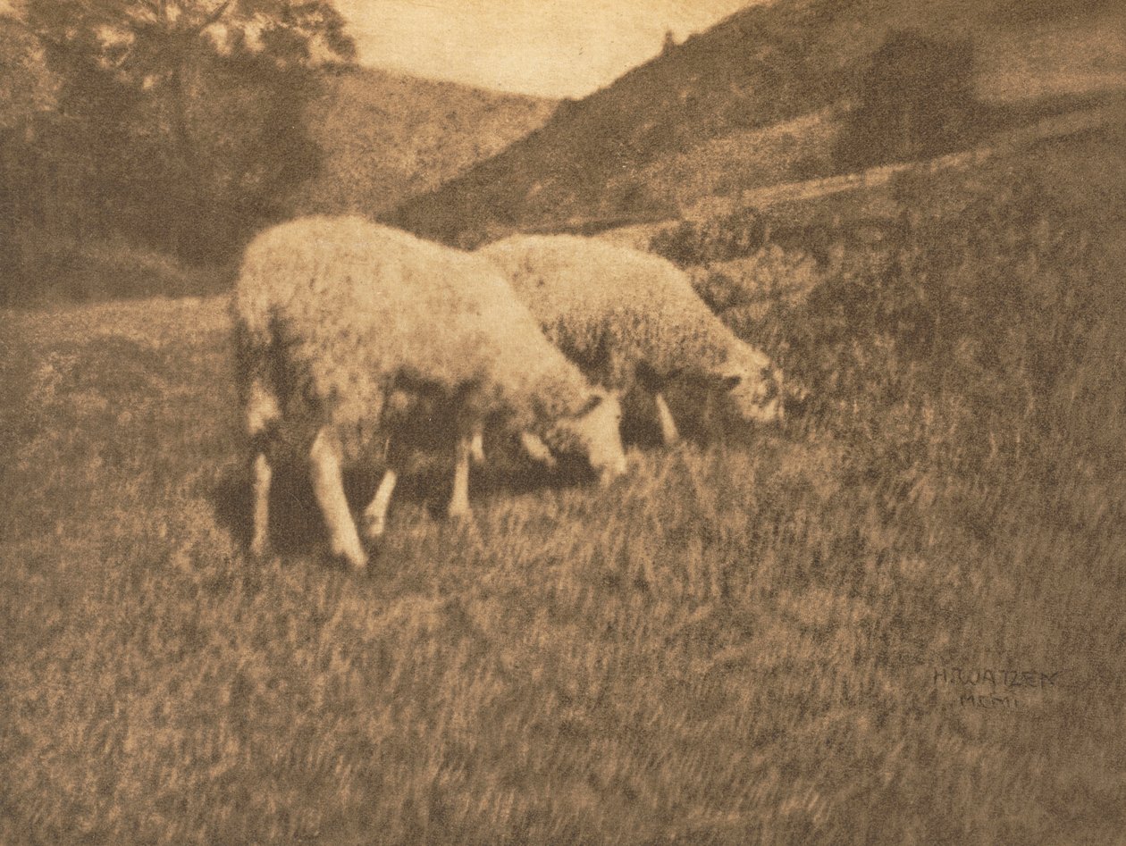 Kameraarbejde: Får, 1906. af Professor Hans Watzek