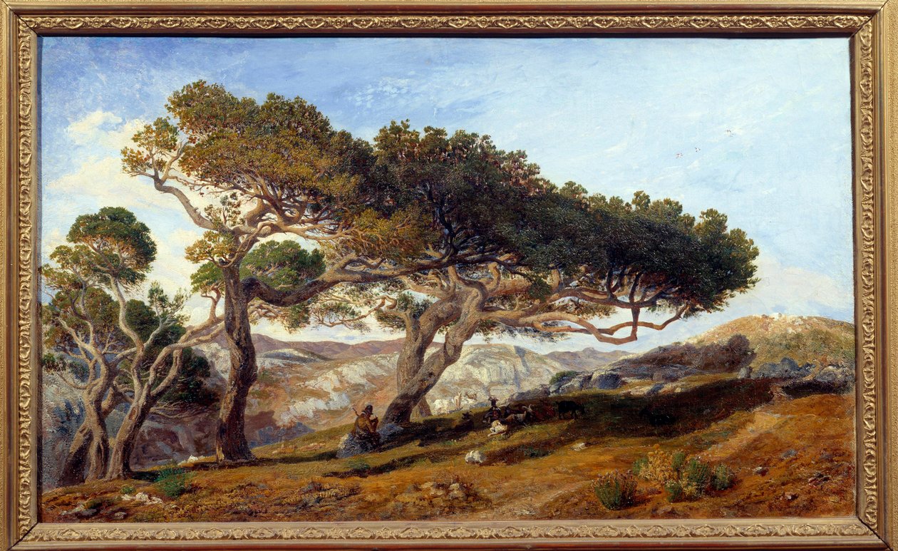 Pines på landet i Aix en Provence Maquis -landskab i det sydlige Frankrig. Maleri af Prosper Joseph Gresy (1804-1874) 19. århundrede Aix en Provence, Musee Granet-fyrretræer på landet omkring Aix-en-Provence. Landskab af maquis i af Prosper Joseph Gresy