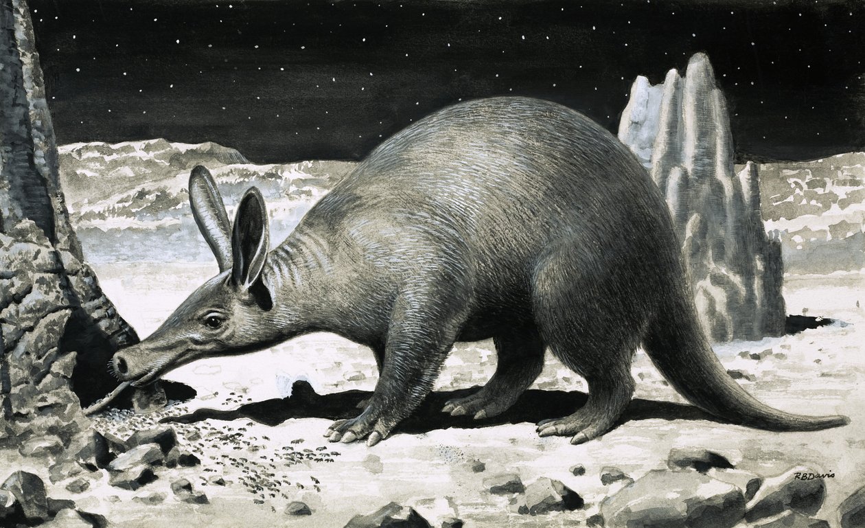 Aardvark af R.B. Davis