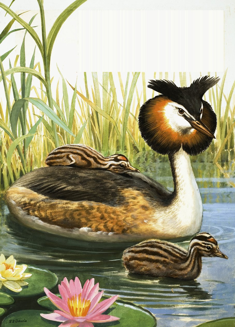Toppet lappedykker af R.B. Davis