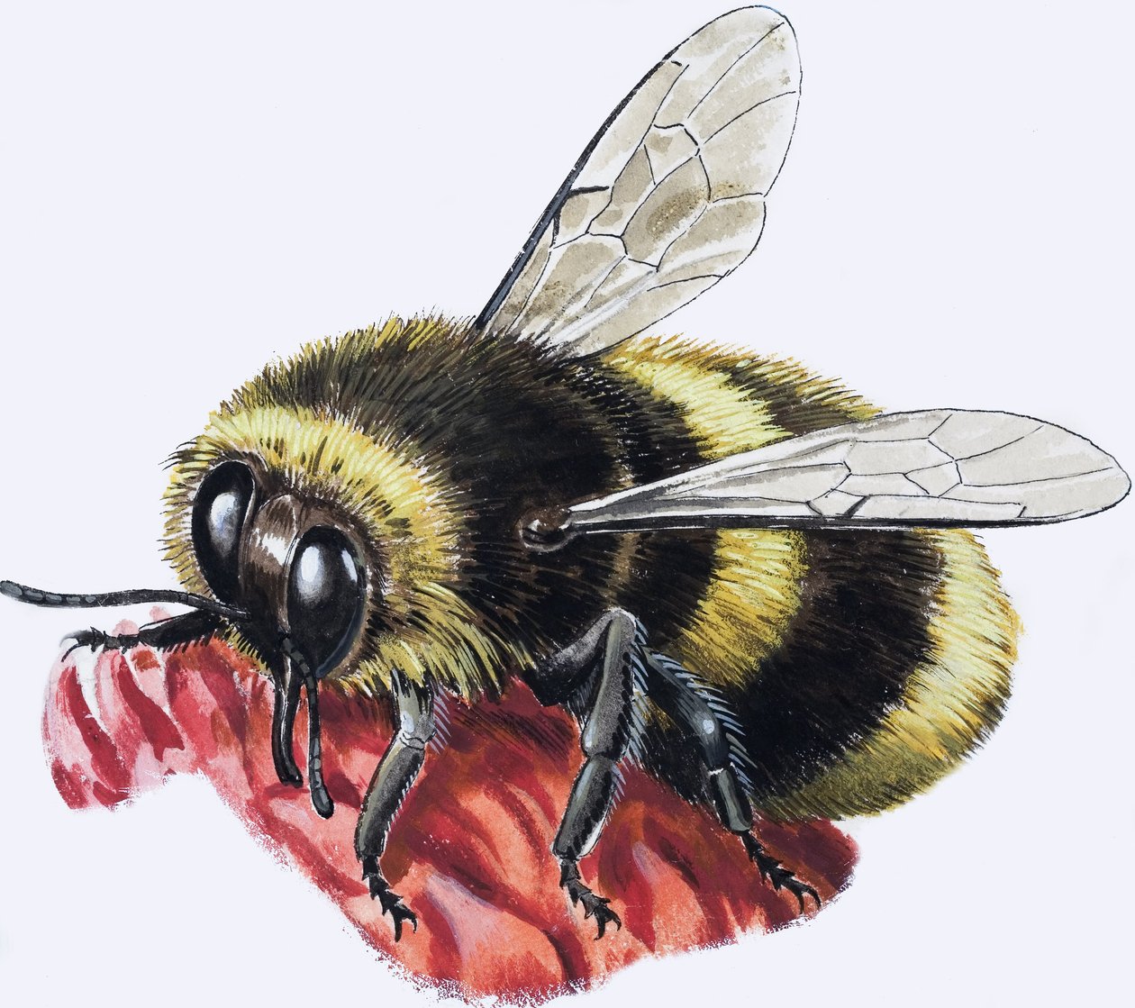 Honey Bee (gouache på papir) af R.B. Davis