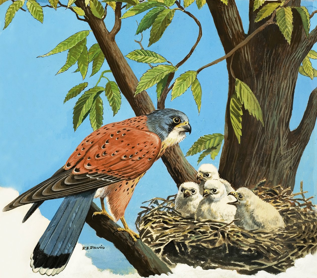 Tårnfalke og kylling af R.B. Davis