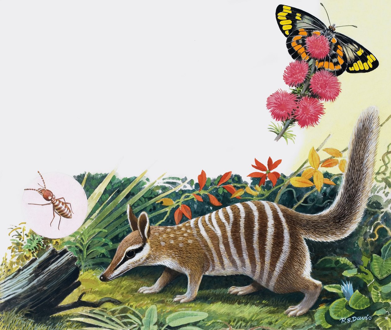 Numbat af R.B. Davis