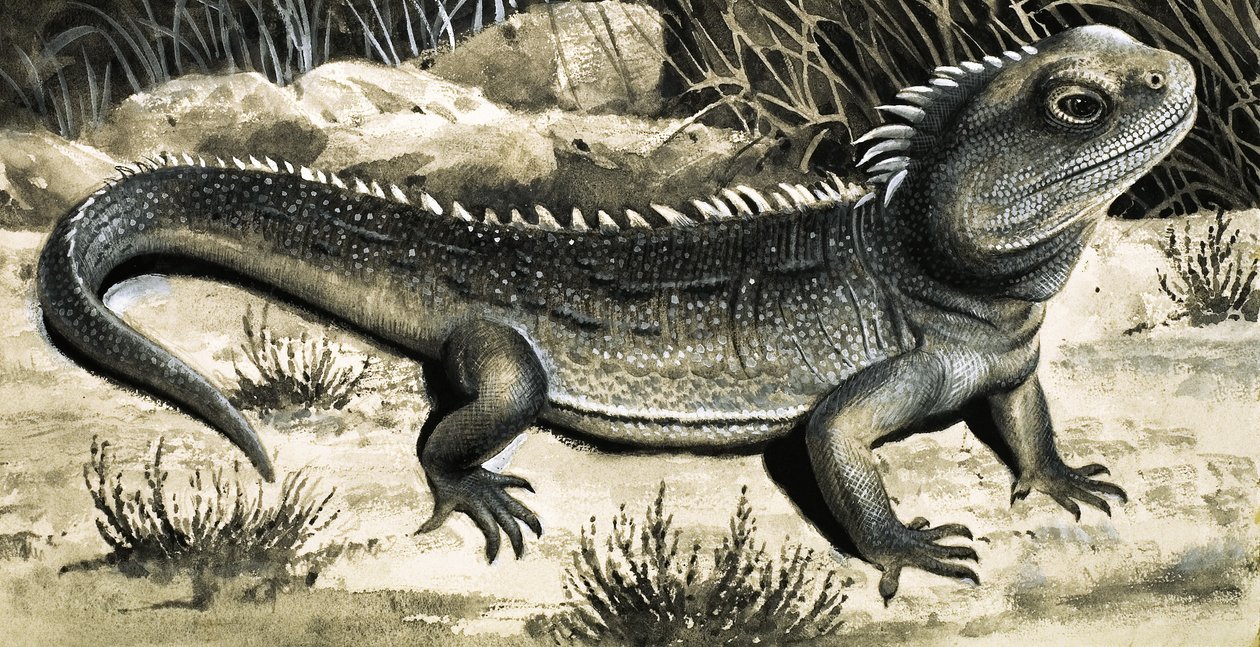 Tuatura