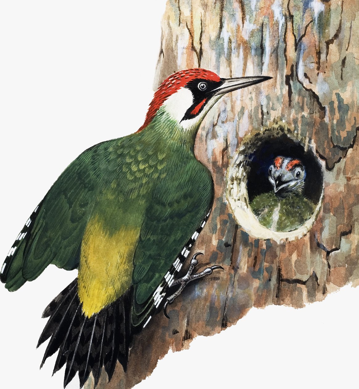 Woodpecker and Chick (gouache på papir) af R.B. Davis