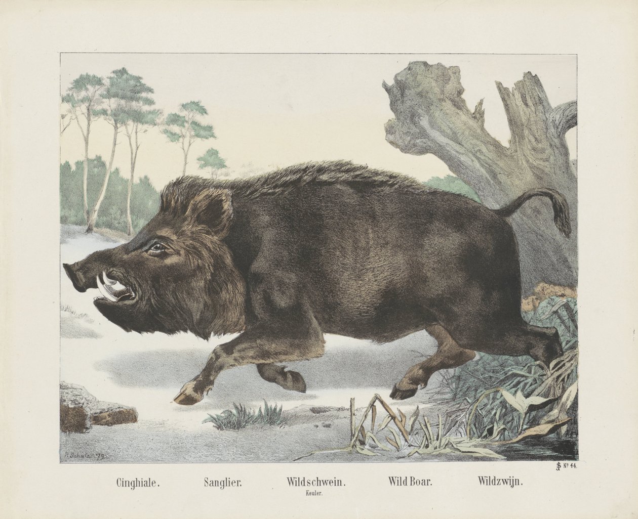 cinghiale. / Sanglier. / vildsvin. / mace. / Vildsvin. / Wild Wine (titel på objekt) af R. Schulz