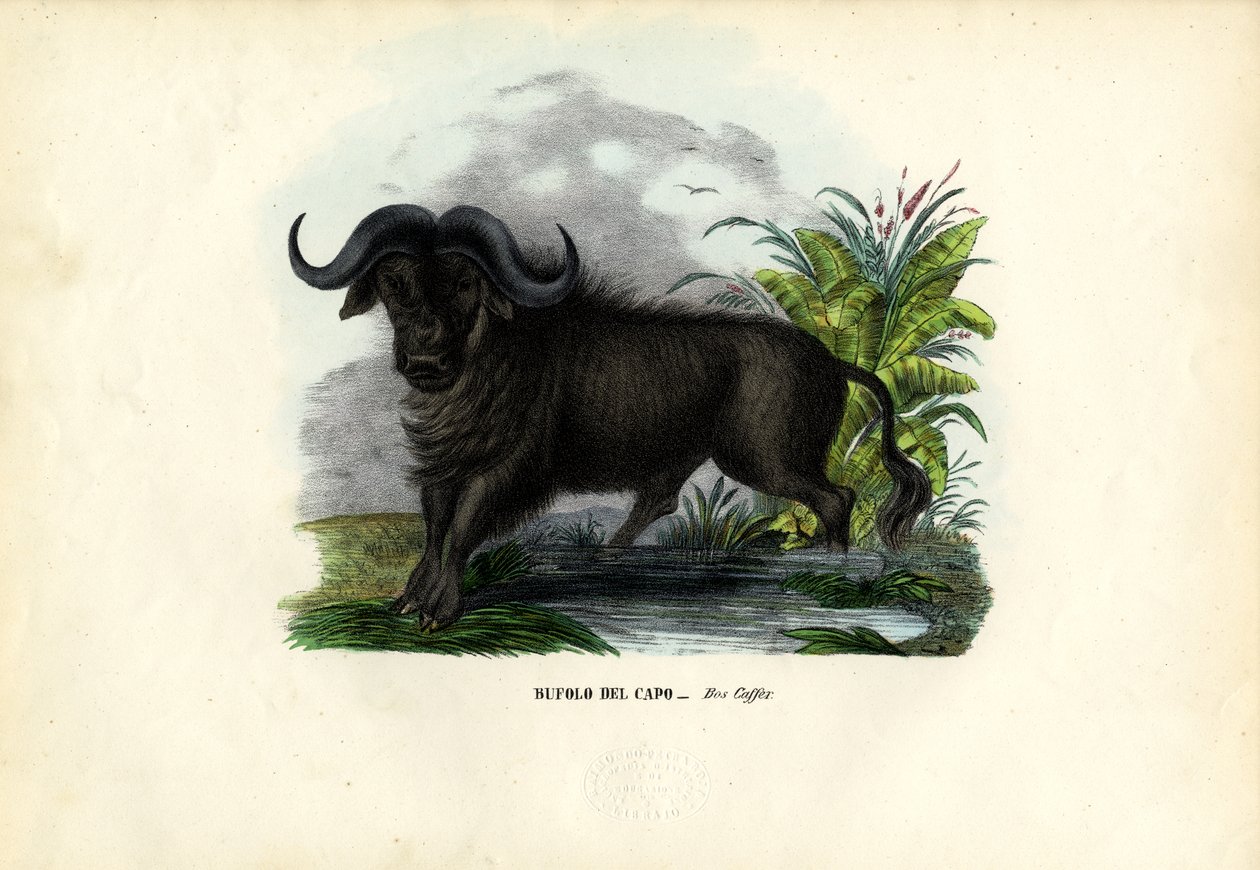 Afrikansk bøffel, 1863-79 af Raimundo Petraroja
