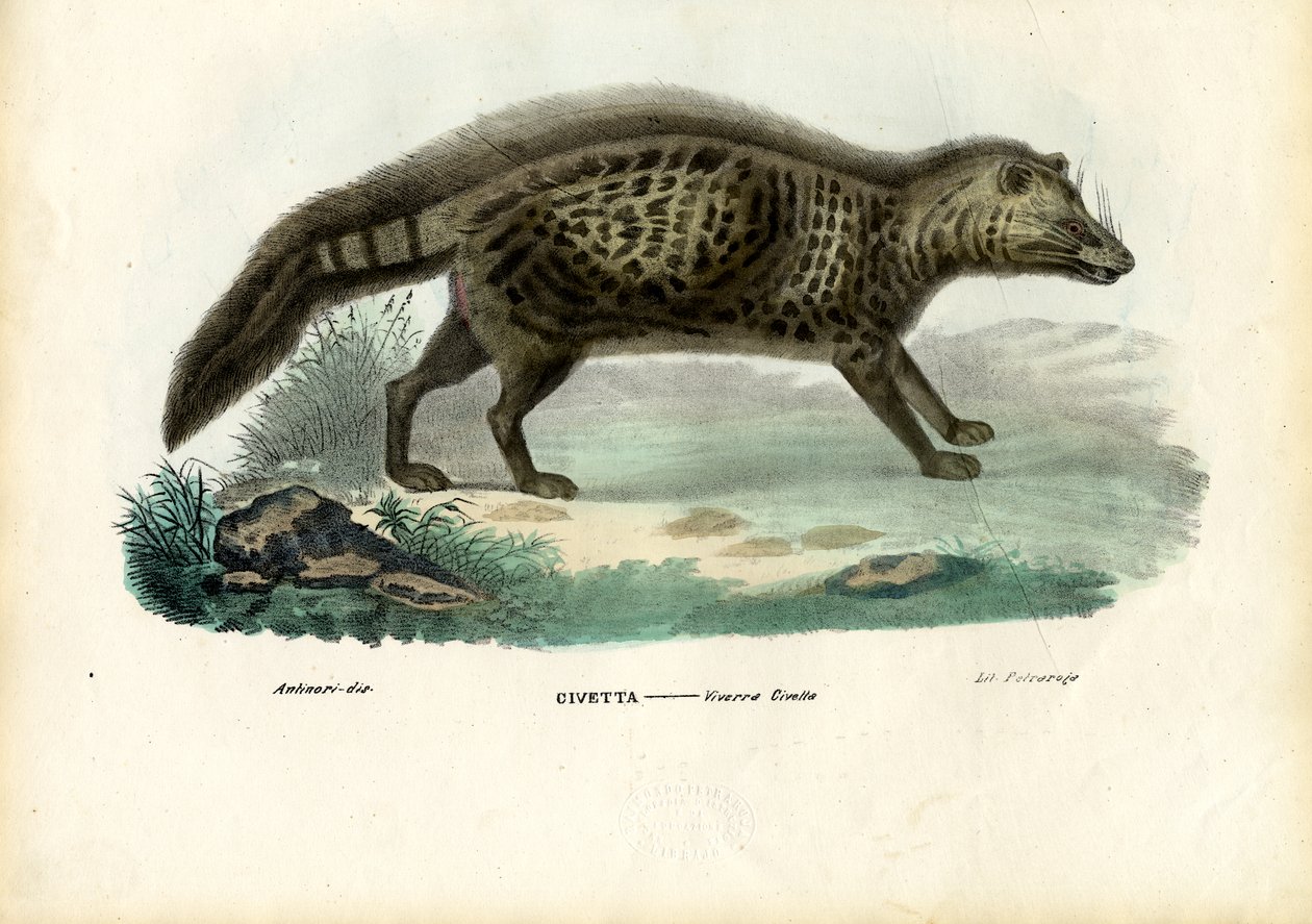 Afrikansk civet, 1863-79 af Raimundo Petraroja