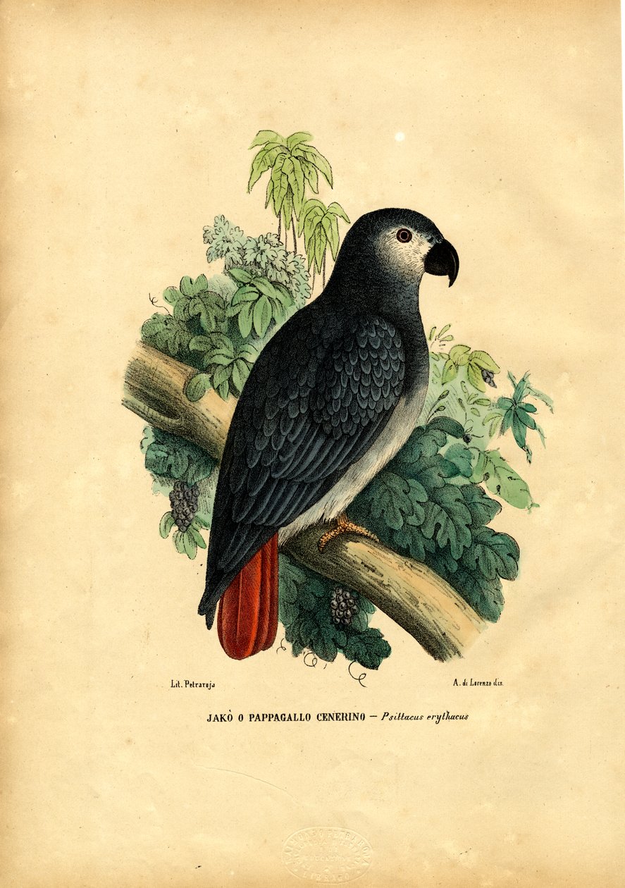 Afrikansk grå papegøje, 1863-79 af Raimundo Petraroja