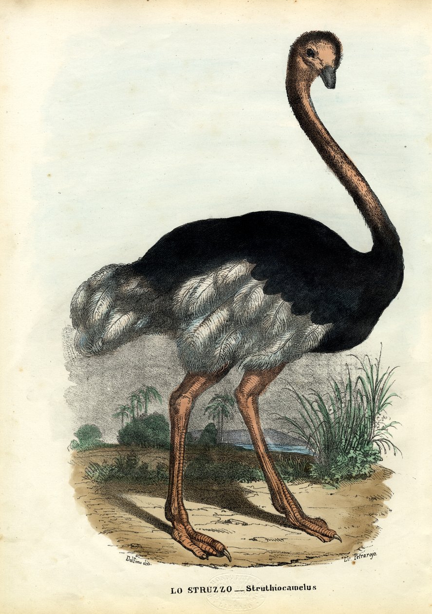 Afrikansk struds, 1863-79 af Raimundo Petraroja