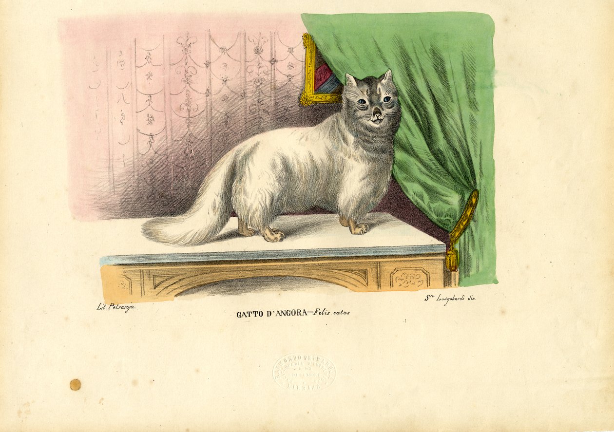 Angora Cat, 1863-79 af Raimundo Petraroja
