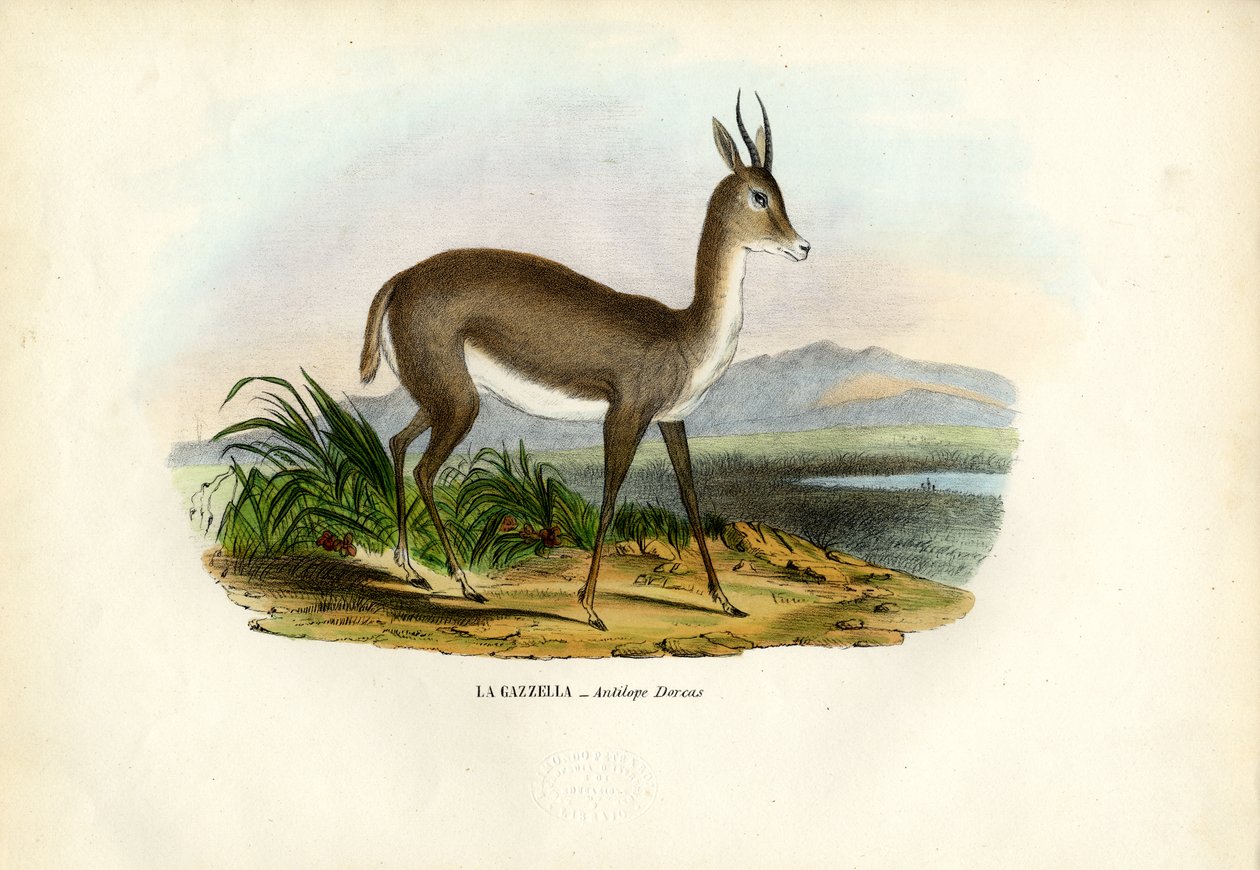 Arabisk Gazelle, 1863-79 af Raimundo Petraroja