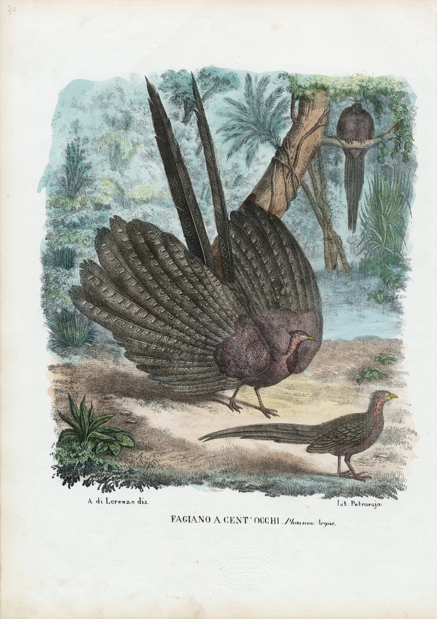 Argus Fasan, 1863-79 af Raimundo Petraroja