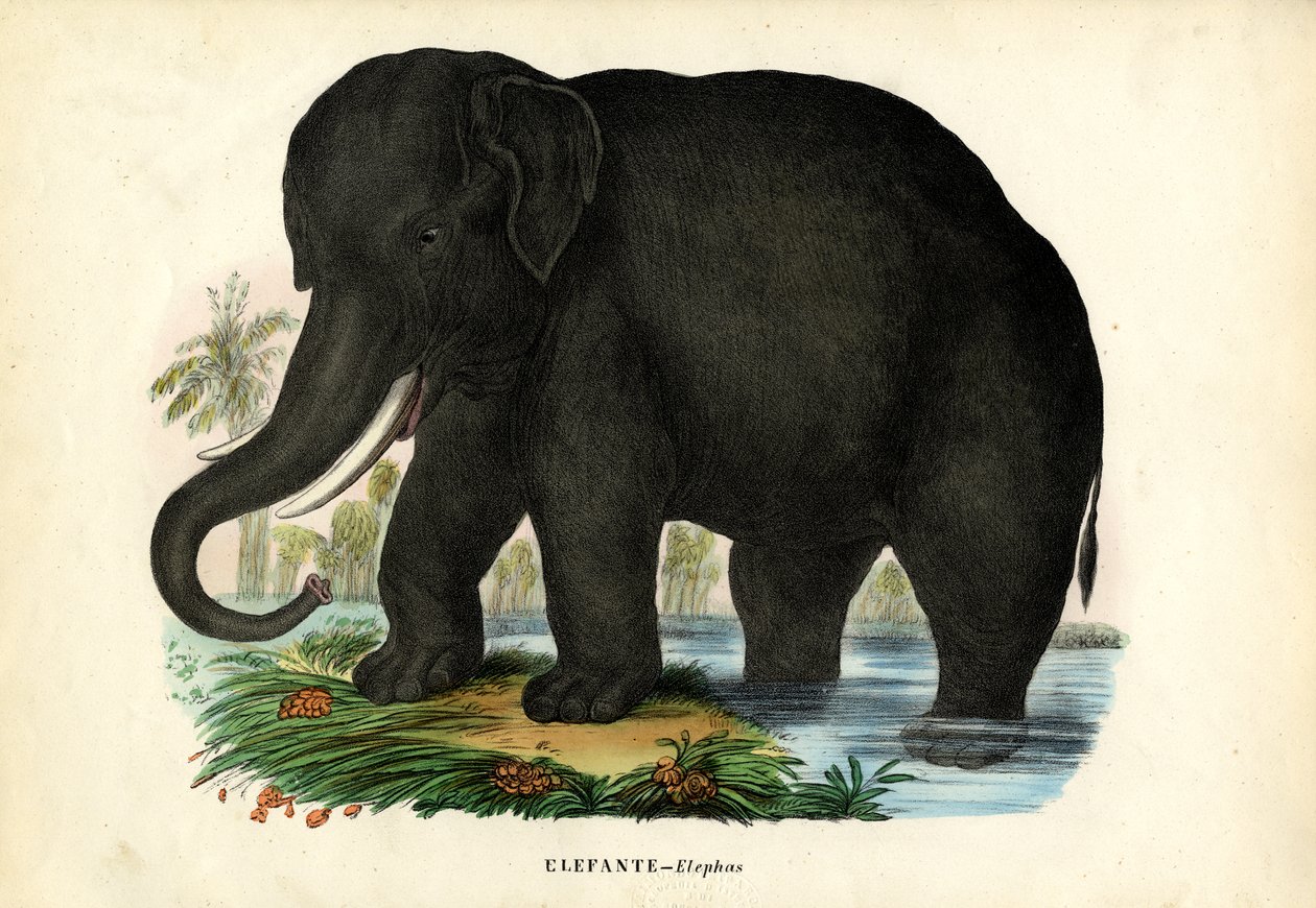 Asiatisk elefant, 1863-79 af Raimundo Petraroja