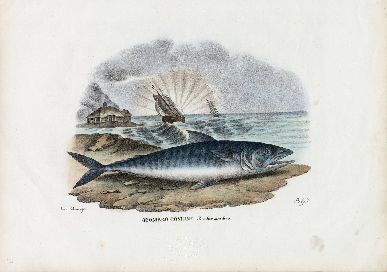 Atlanterhavsmakrel, 1863-79 af Raimundo Petraroja