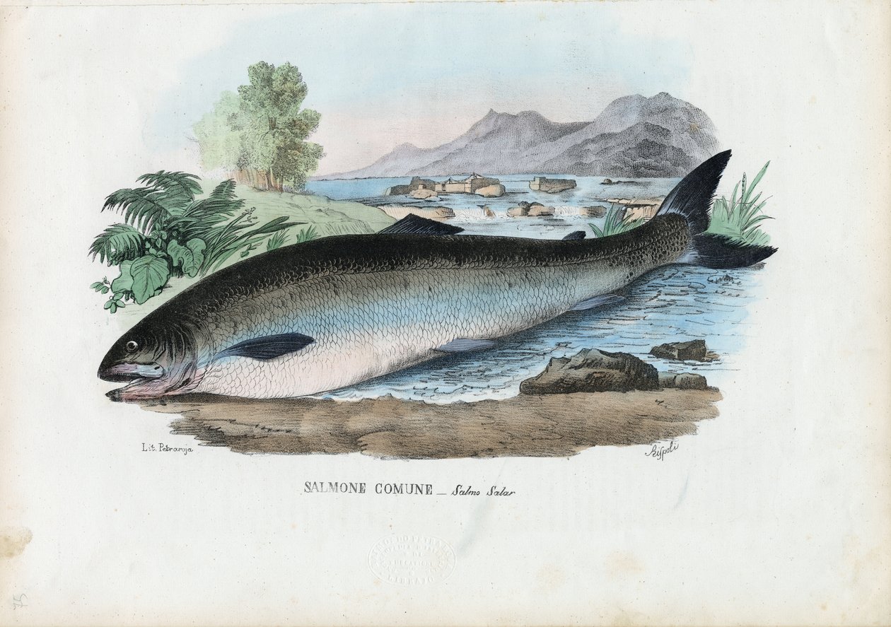 Atlanterhavslaks, 1863-79 af Raimundo Petraroja