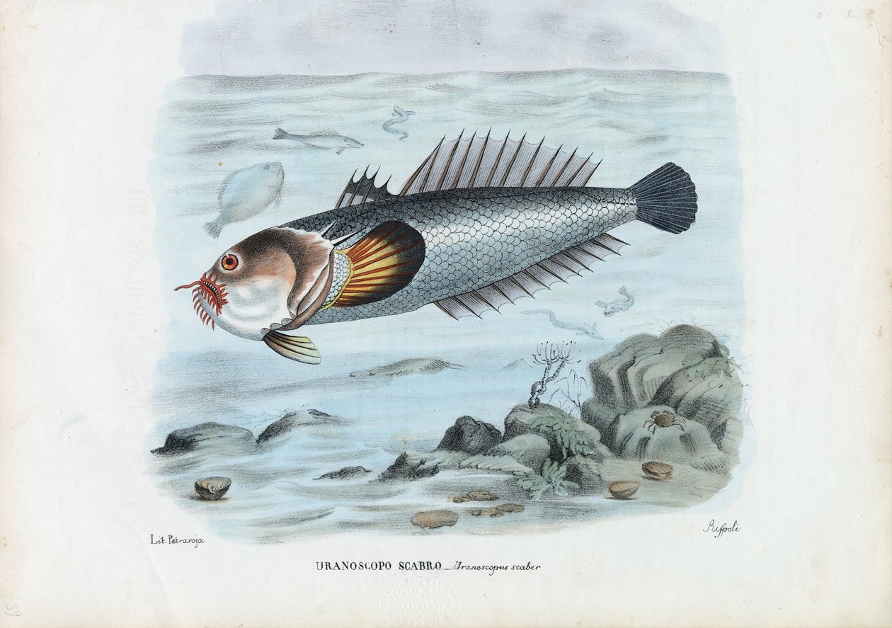 Atlantic Stargazer, 1863-79 af Raimundo Petraroja