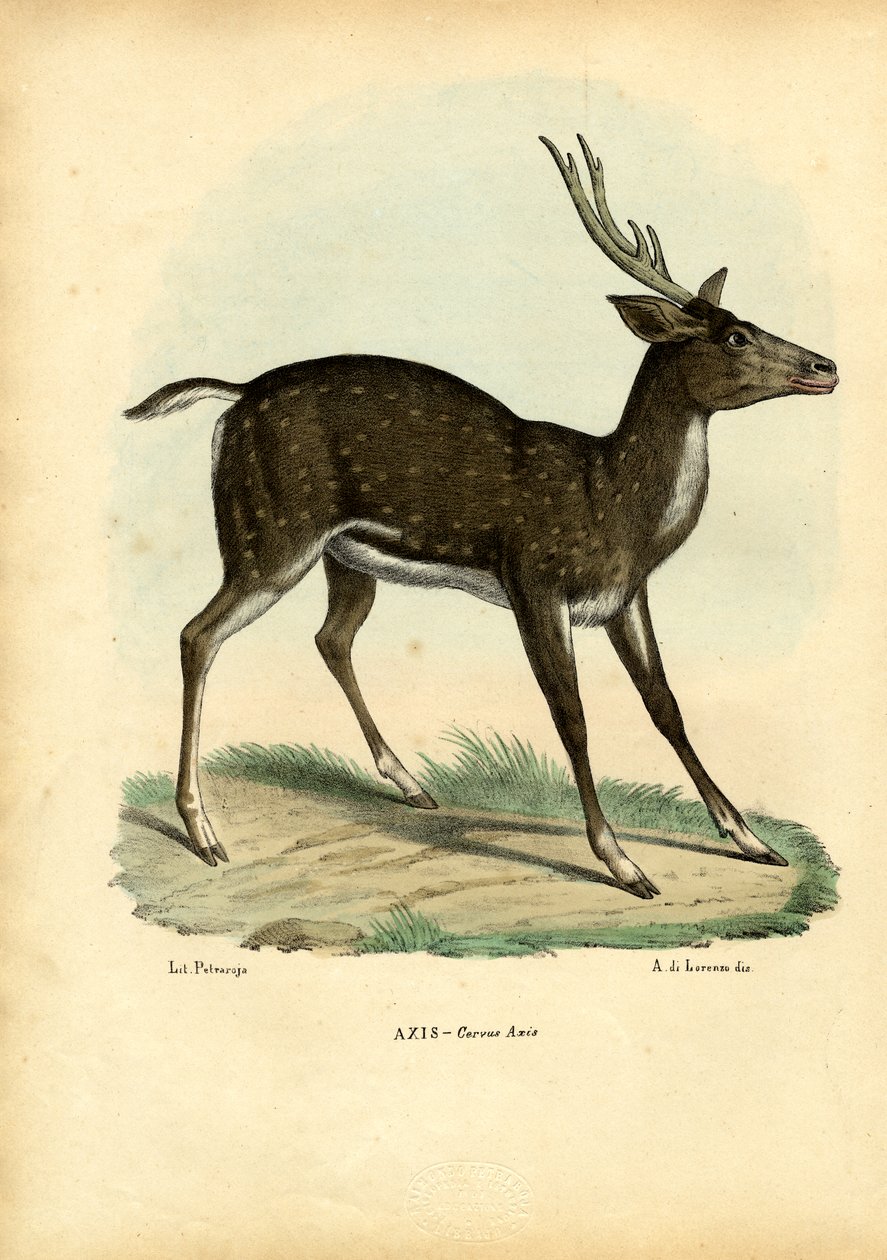 Aksehjort, 1863-79 af Raimundo Petraroja