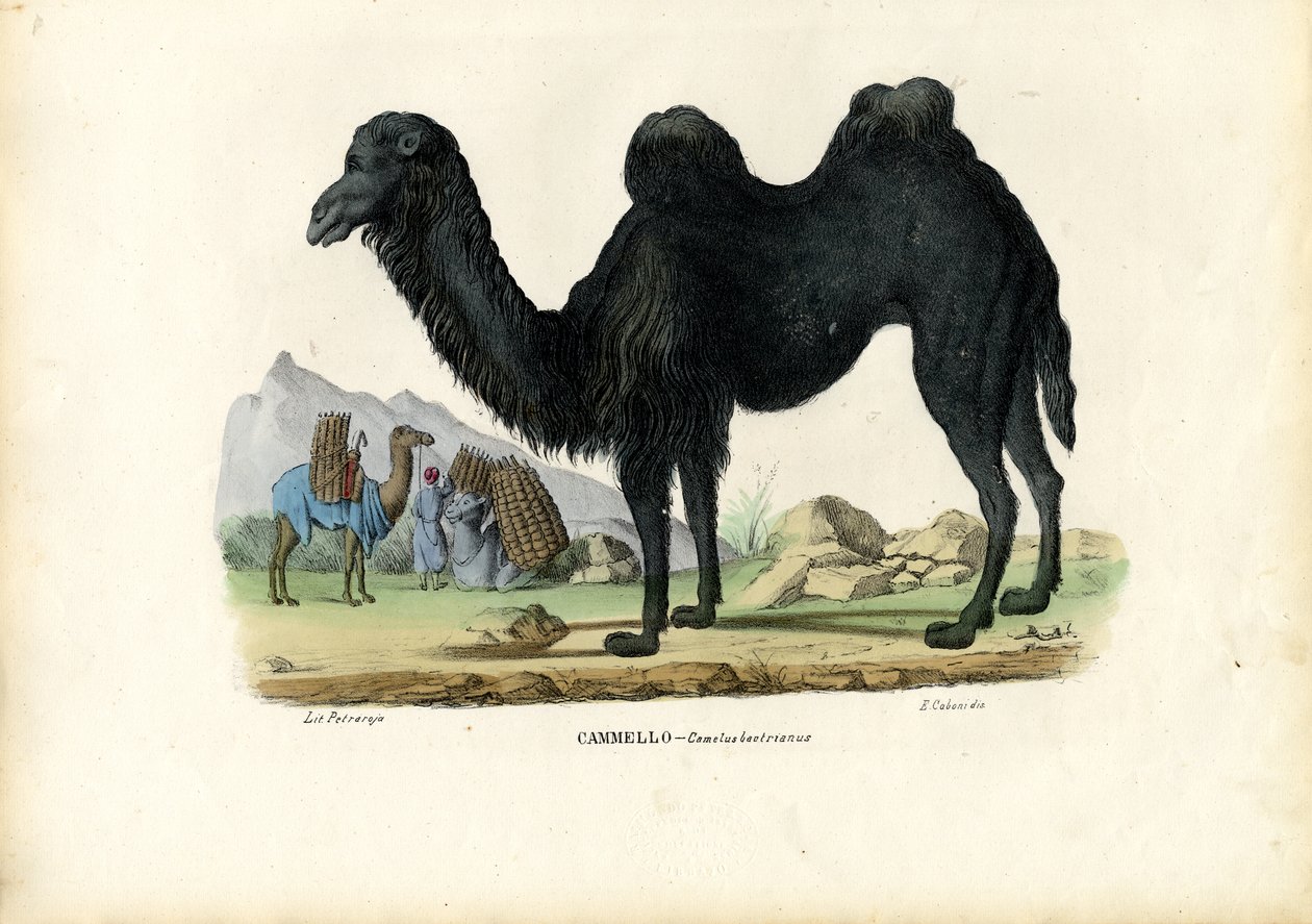 Bactrian Camel, 1863-79 af Raimundo Petraroja